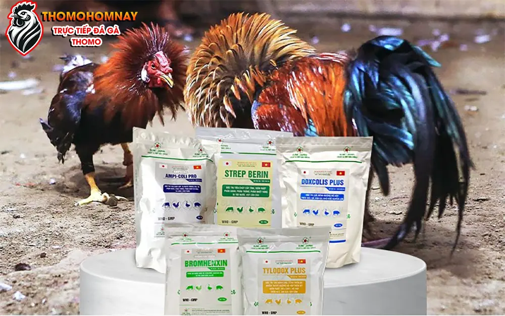 Các loại thuốc điều trị bệnh gà chọi bị thối tai