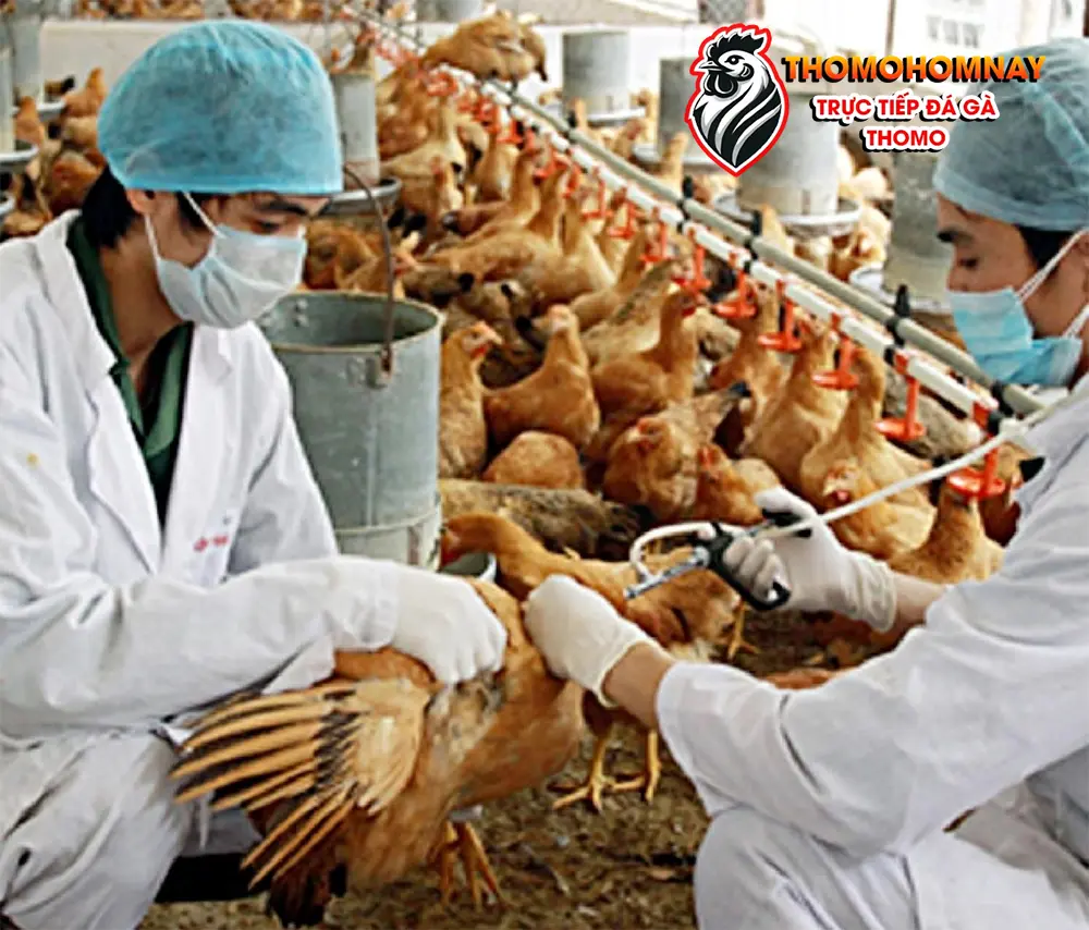 Các phương pháp điều trị gà chọi đi ngoài hiệu quả