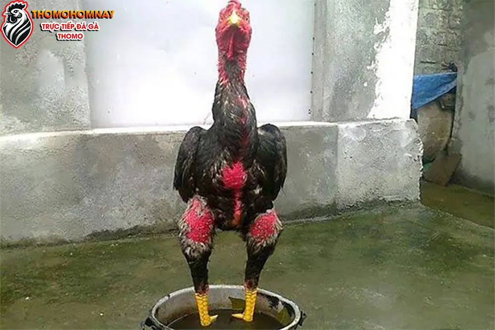 Cách chăm sóc gà bị đau chân tại nhà