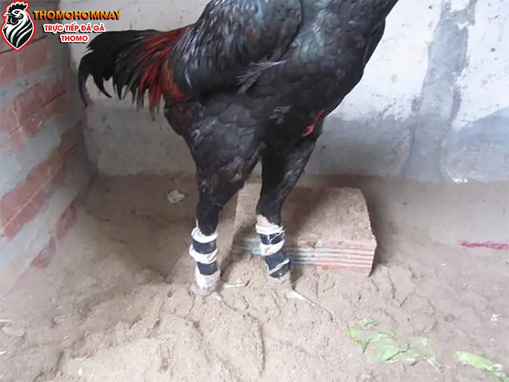 Cách chăm sóc gà chọi sau khi điều trị sưng củ bàn chân