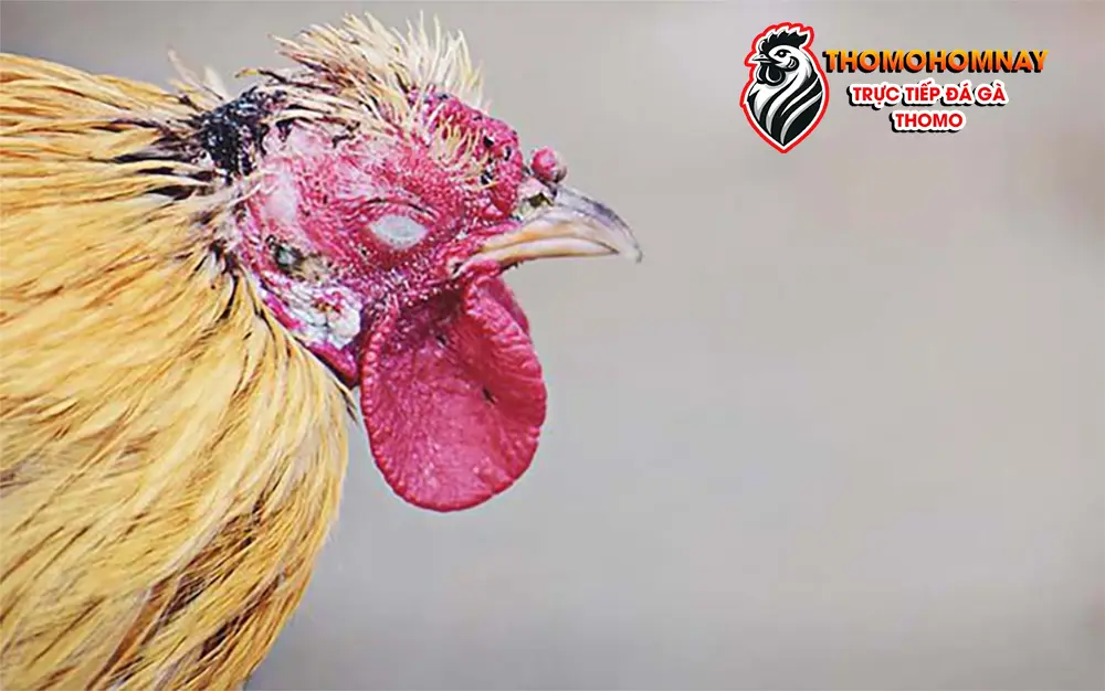 Cách điều trị bệnh gà chọi bị thối tai hiệu quả
