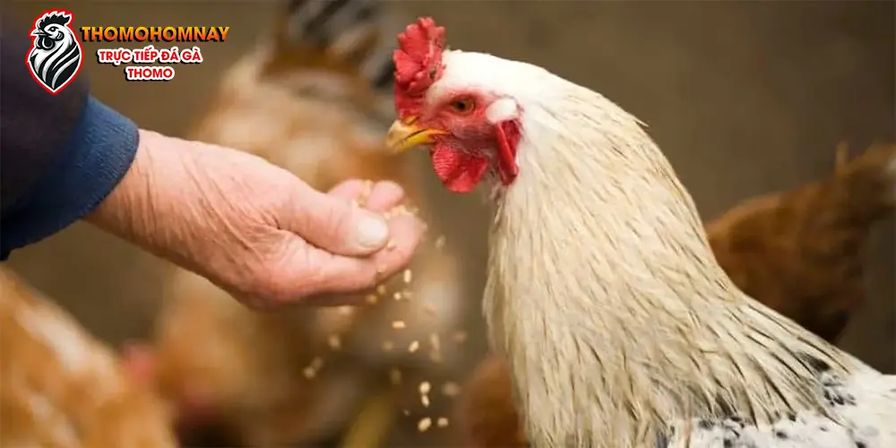 Cách điều trị bệnh phù ở gà hiệu quả nhất