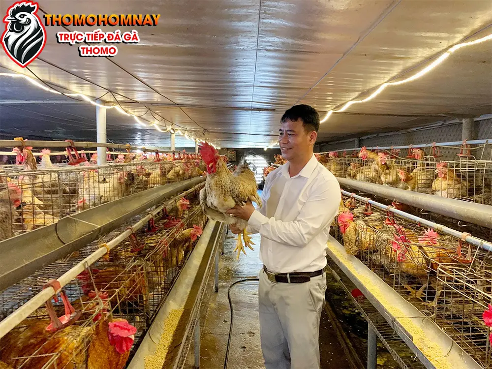 Cách điều trị gà chọi sổ mũi hiệu quả