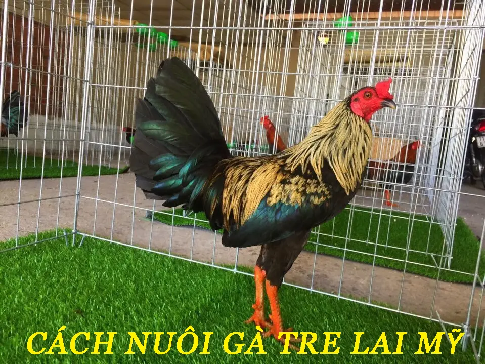Hướng Dẫn Chi Tiết Cách Nuôi Gà Tre Lai Mỹ Khỏe Mạnh
