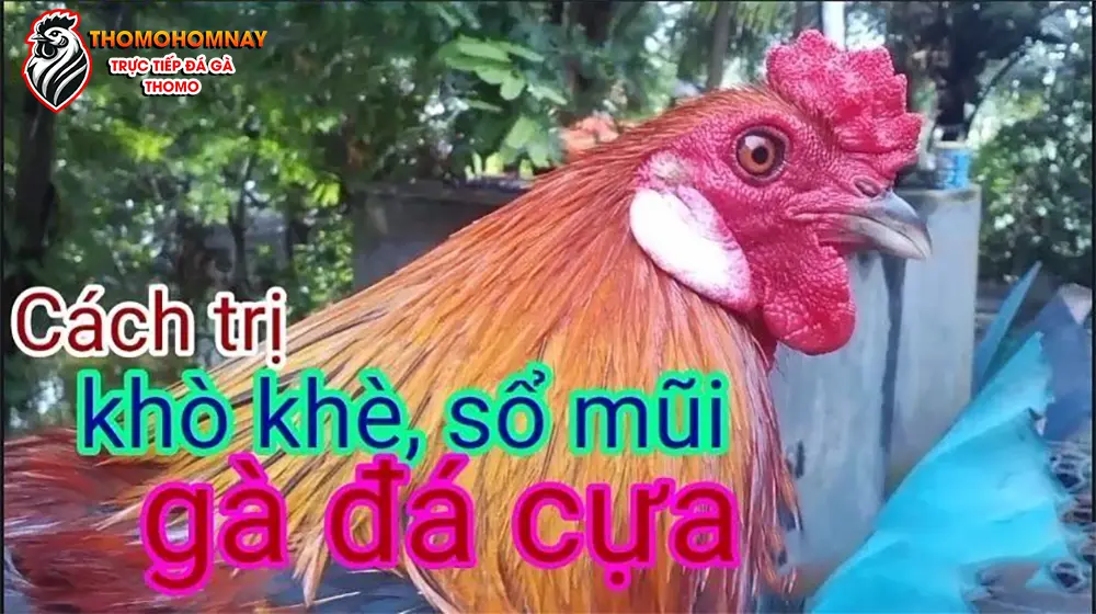 Các triệu chứng điển hình của gà chọi bị khò khè