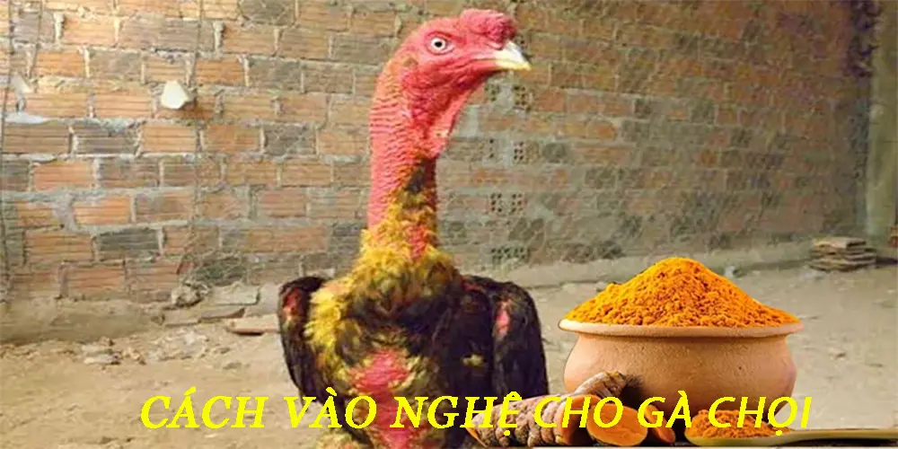 Cách vào nghệ cho gà chọi hiệu quả