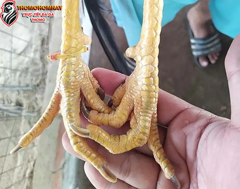 Chăm sóc và nuôi dưỡng gà chân cua