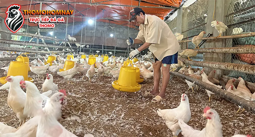 Chế độ chăm sóc và dinh dưỡng cho gà bị đá sưng mắt