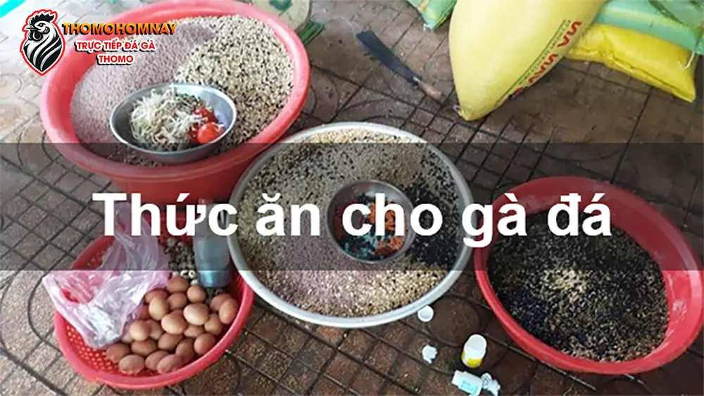 Chế độ dinh dưỡng cho gà chọi