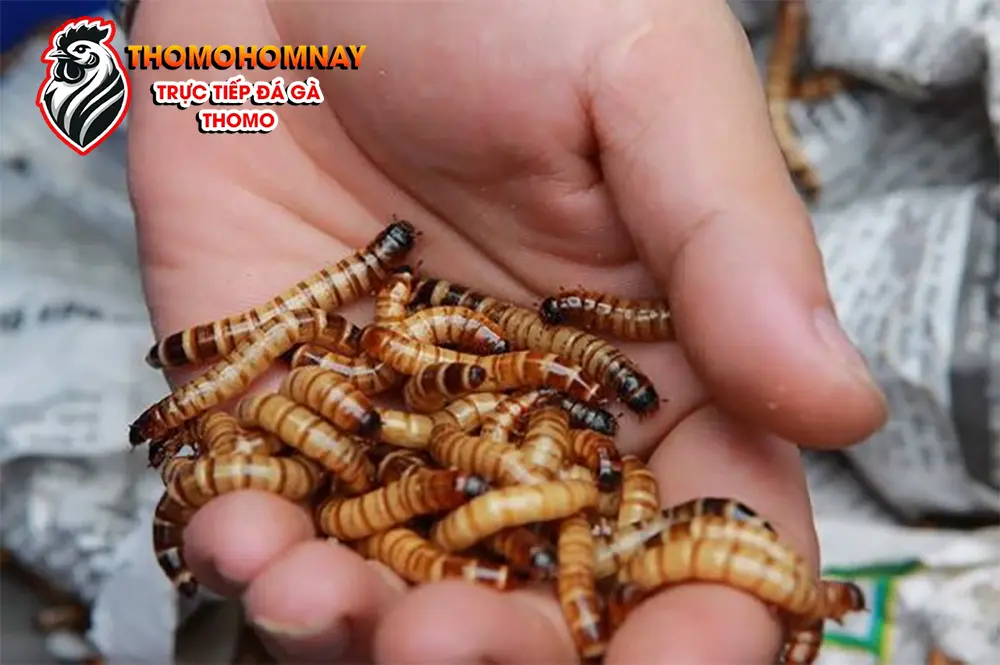 Chế độ dinh dưỡng giúp gà chọi khỏe mạnh
