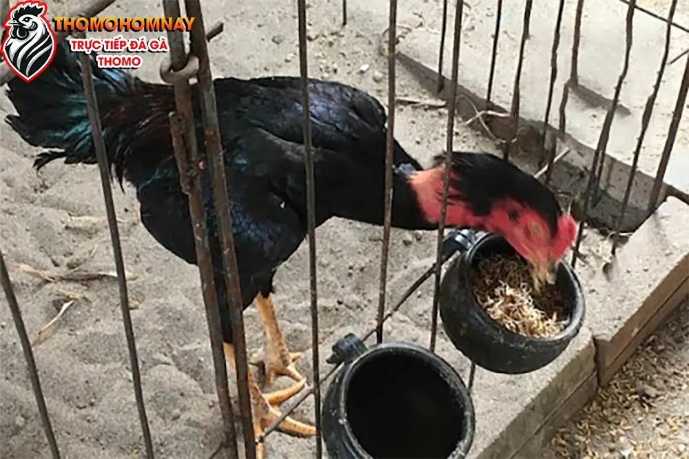 Chế độ dinh dưỡng giúp gà chọi mau lành vết thương