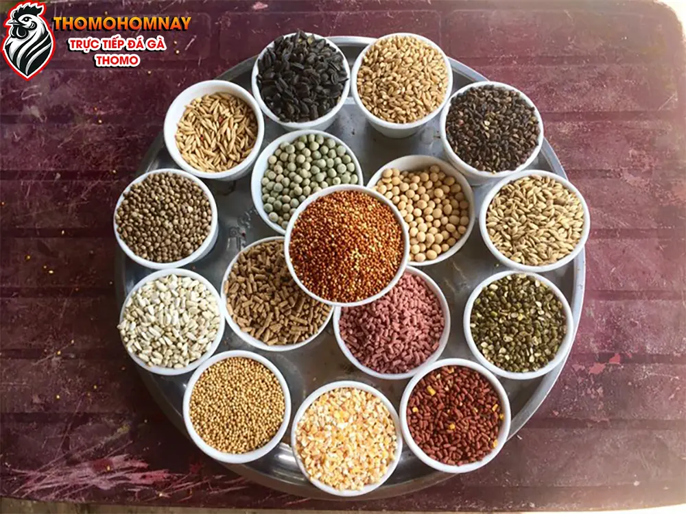 Chế độ dinh dưỡng giúp gà chọi mau lành vết thương
