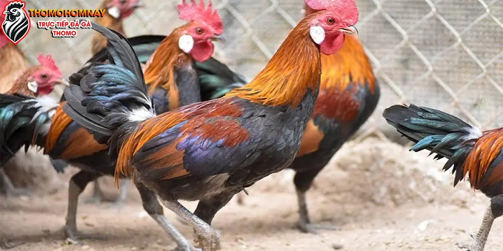 Chính sách và quy định về phòng chống gà bị cúm chân