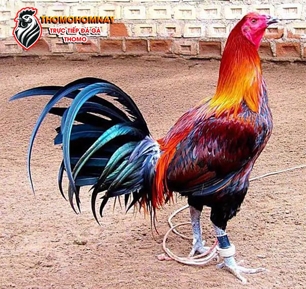 Chọn giống gà chọi cựa sắt chất lượng
