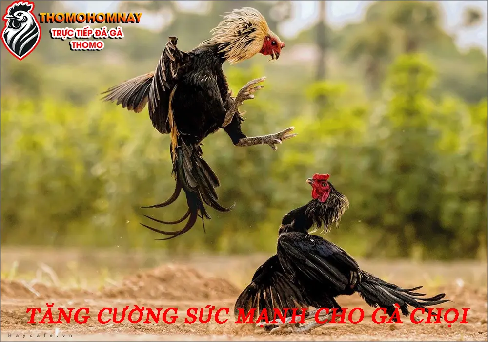 Công thức tăng cường sức mạnh cho gà chọi bằng gừng