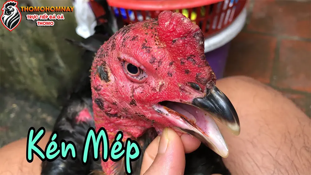 Dấu hiệu nhận biết gà chọi bị kén mép và cách xử lý