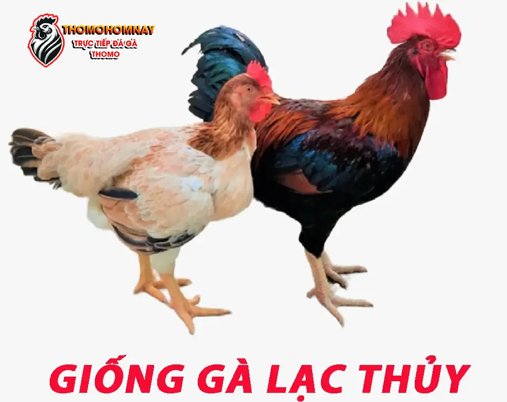 Đặc Điểm Nổi Bật Của Gà Lạc Thủy