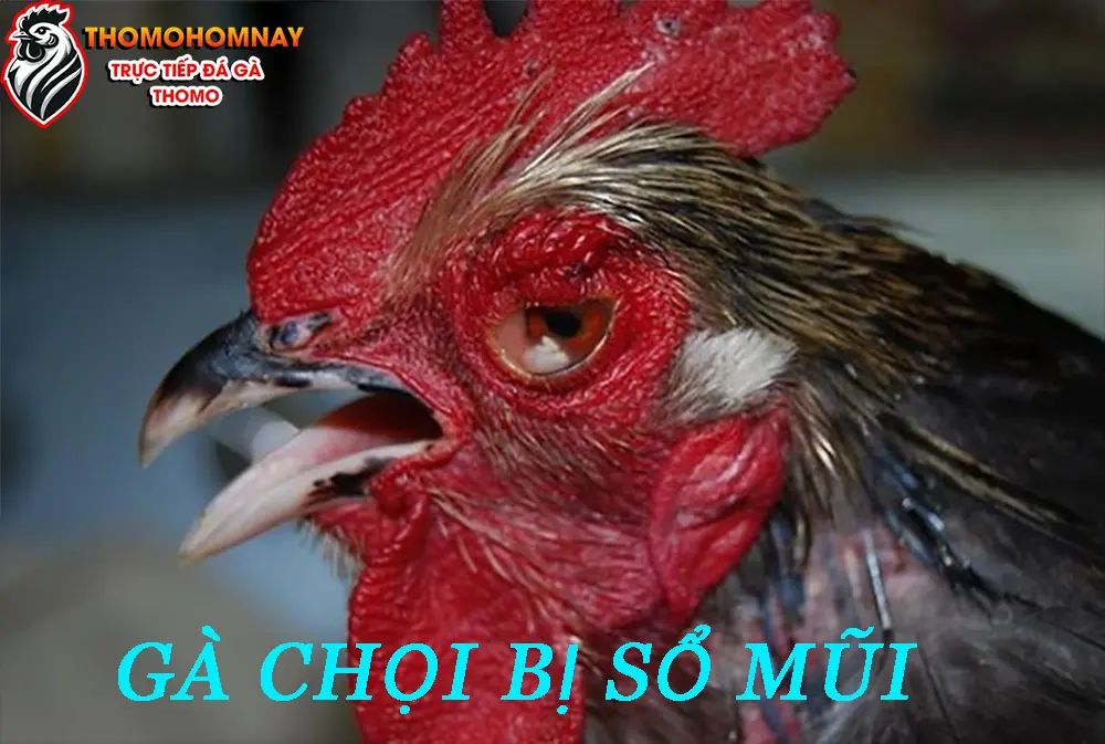 Các triệu chứng thường gặp khi gà chọi bị sổ mũi