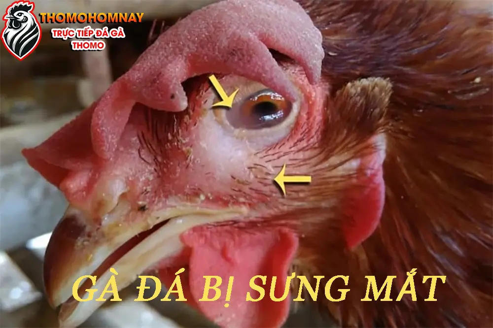 Nguyên nhân gây sưng mắt ở gà đá và cách nhận biết