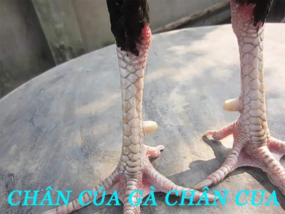 Giới thiệu về gà chân cua