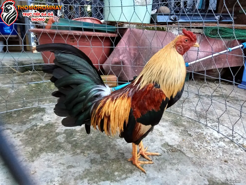 Lịch Sử Và Văn Hóa Của Gà Tre Lai Mỹ Ở Việt Nam