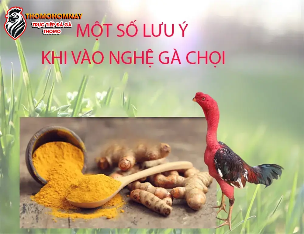 Những lưu ý khi vào nghệ cho gà chọi