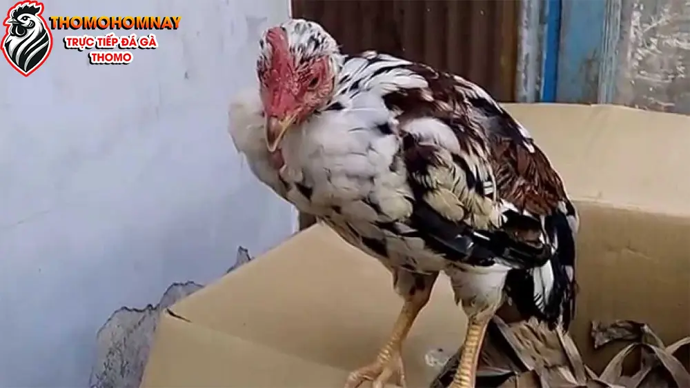 Nguyên nhân gây ra bệnh gà bị cúm chân và cách phòng ngừa