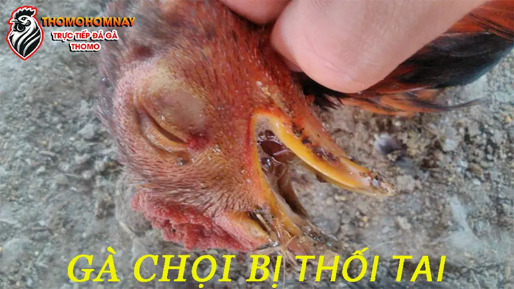 Nguyên nhân gây ra bệnh gà chọi bị thối tai