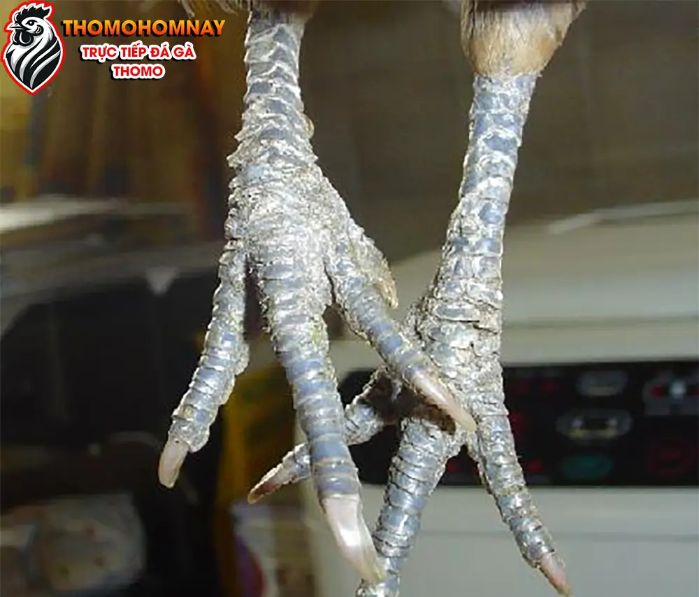 Nguyên nhân khiến gà chọi bị tróc vảy