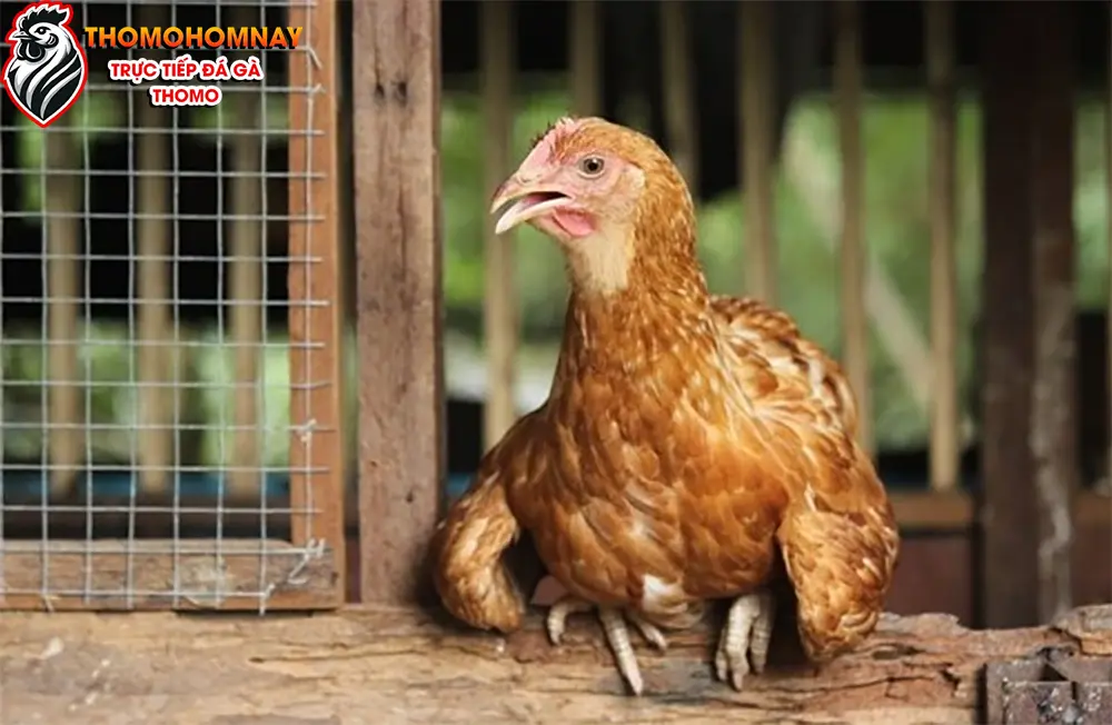 Những biện pháp cần thiết phòng ngừa gà đi loạng choạng