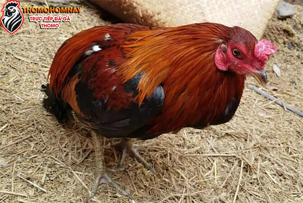 Những dấu hiệu cho thấy gà đang gặp vấn đề về chân