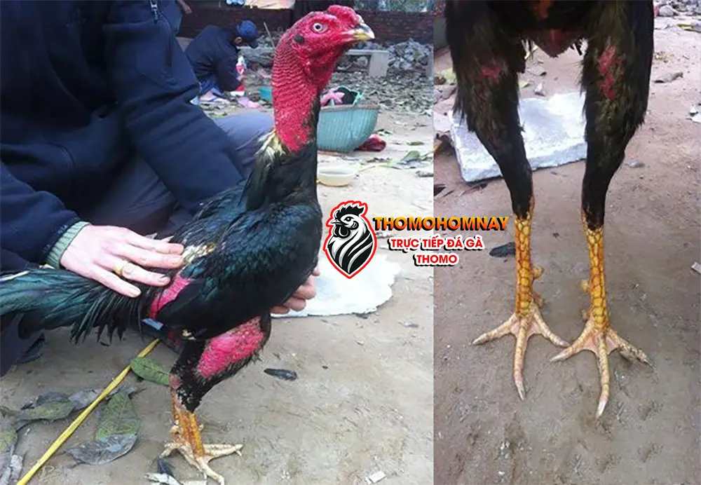 Những điều cần lưu ý khi chăm sóc gà chọi bị té gió