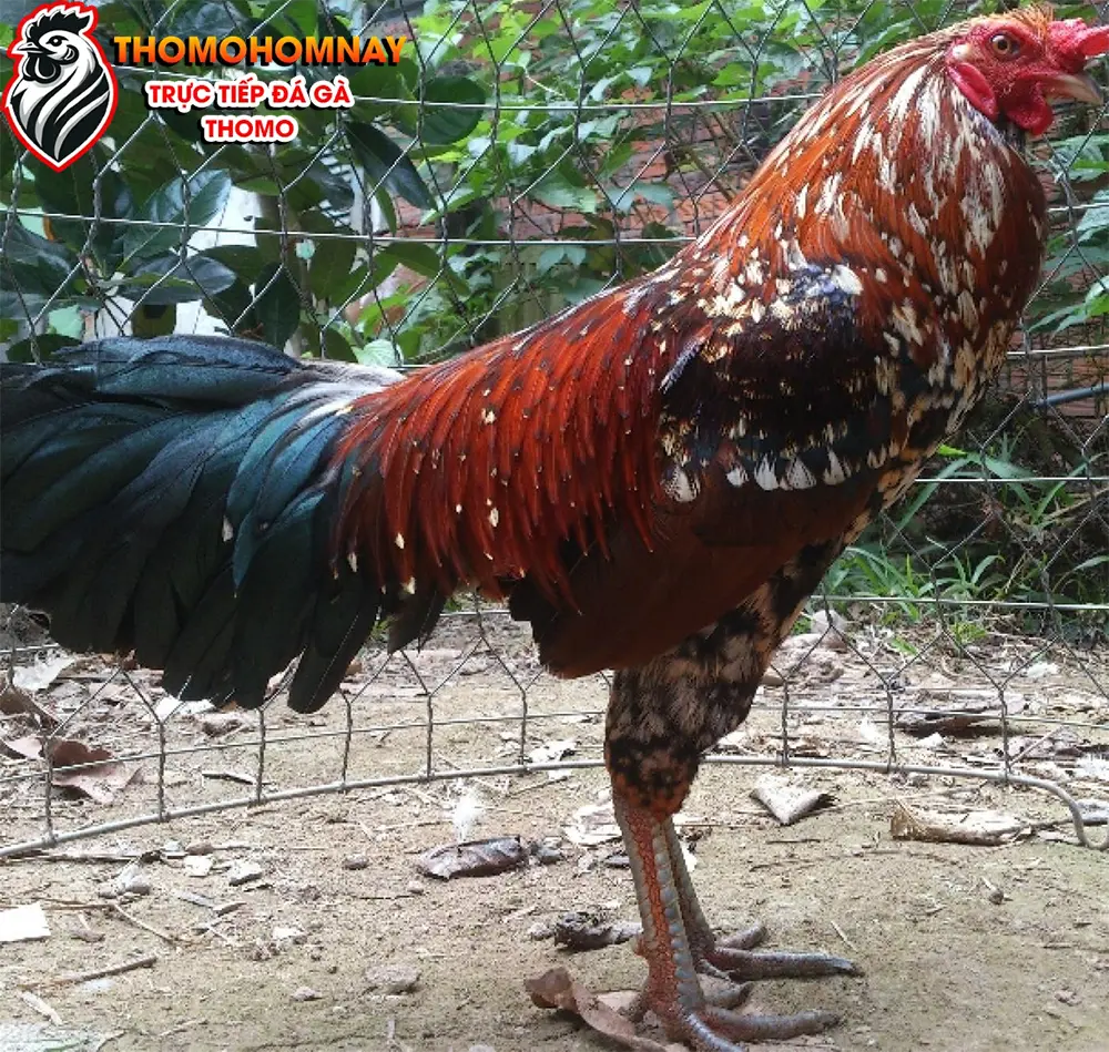 Những điều cần lưu ý khi chăm sóc gà chọi bị tróc vảy