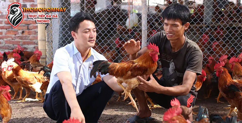 Những điều cần tránh khi chăm sóc gà đá bị sưng mắt