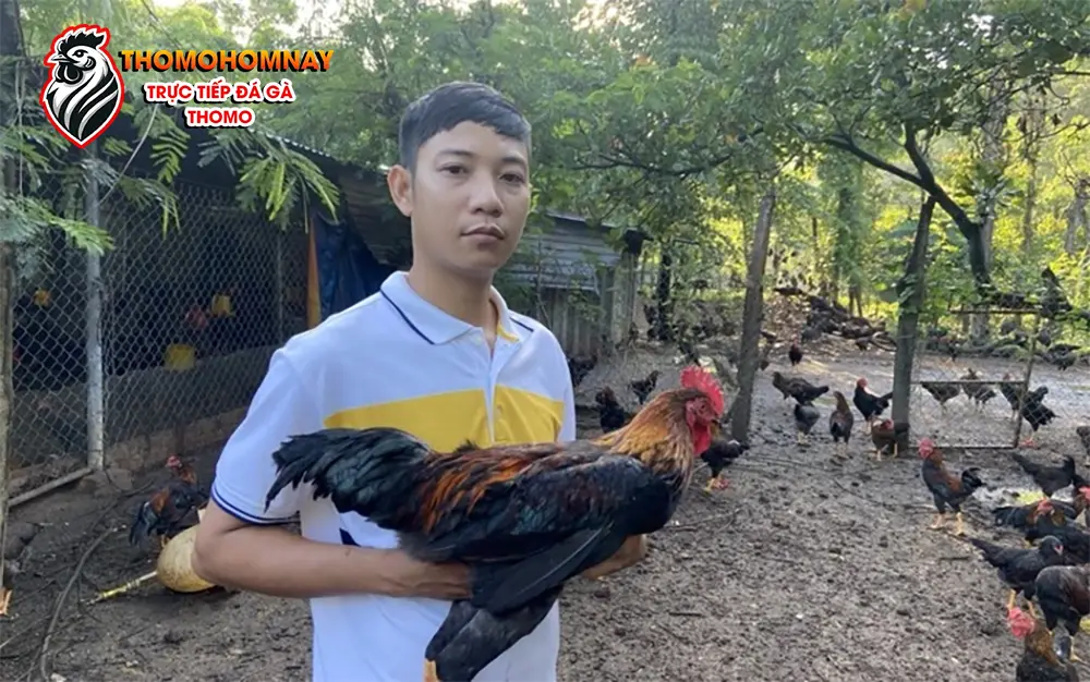Những sai lầm thường gặp khi chăm sóc gà bị bệnh phù