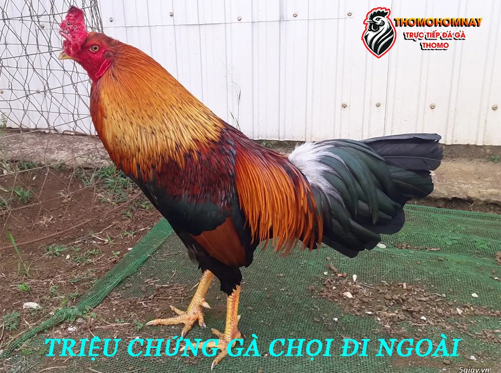 Nhận biết các triệu chứng gà chọi đi ngoài điển hình