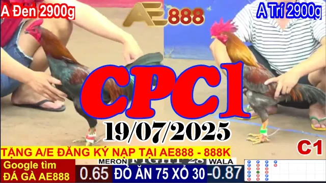 Full Clip Đá Gà C1 Hôm Nay Ngày 19/07/2025