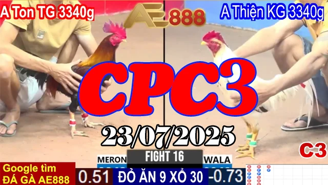 Full clip đá gà C3 thomo hôm nay ngày 23/07/2025