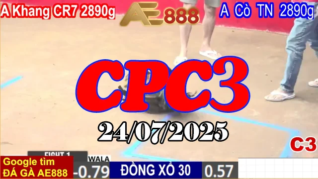 Highlight Clip Đá Gà C3 Thomo Hôm Nay Ngày 23/07/2025
