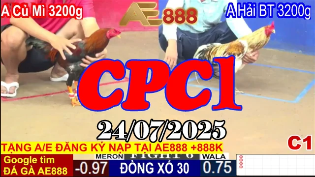 Phát Lại Đá Gà C1 Trực Tiếp Thomo Hôm Nay Ngày 24/07/2025
