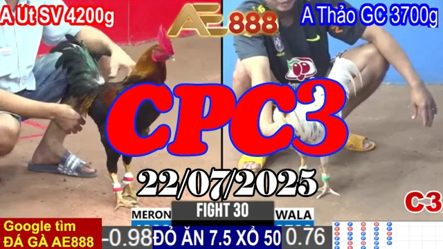 Tổng Hợp Clip Đá Gà C3 Thomo Hôm Nay Ngày 22/07/2025