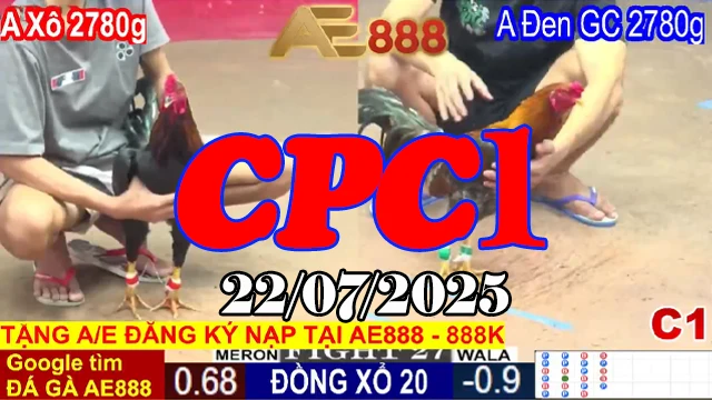 Video Clip Đá Gà Trực Tiếp C1 Hôm Nay 22/07/2025
