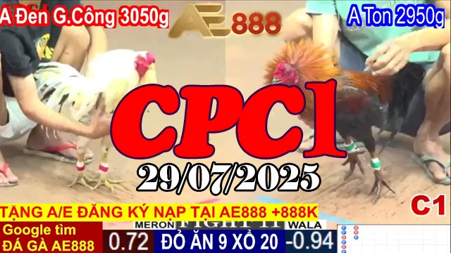 Video Clip Đá Gà Trực Tiếp C1 Thomo Hôm Nay - Ngày 29/07/2025