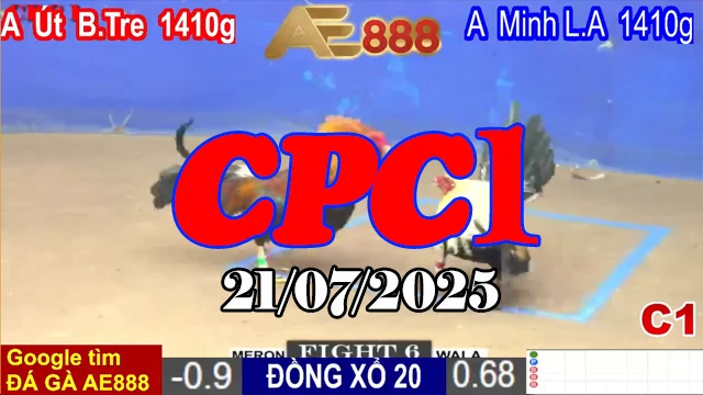 Xem Lại Clip Đá Gà Trực Tiếp Thomo Hôm Nay C1 Ngày 21/07/2025