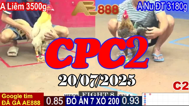 Video Đá Gà Trực Tiếp Hôm Nay C2 Ngày 20/07/2025