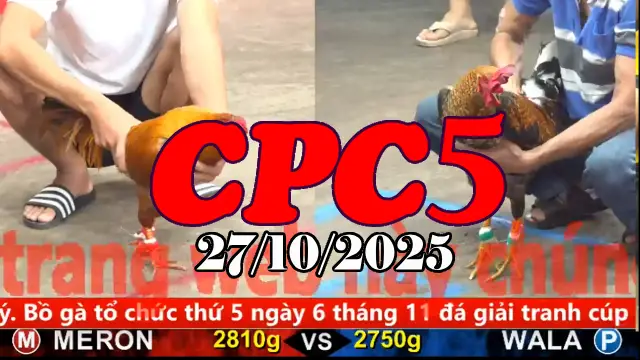 Video Gà Đá Trường C5 Thomo Hôm Nay - Ngày 27/10/2025