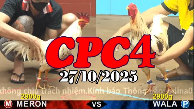 Video Gà Đá Trường C4 Thomo Hôm Nay - Ngày 27/10/2025