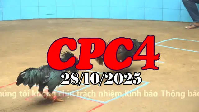 Video Gà Đá Trường C4 Thomo Hôm Nay - Ngày 28/10/2025