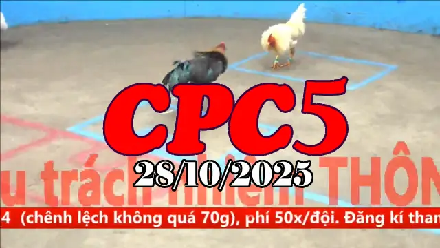 Video Gà Đá Trường C5 Thomo Hôm Nay - Ngày 28/10/2025