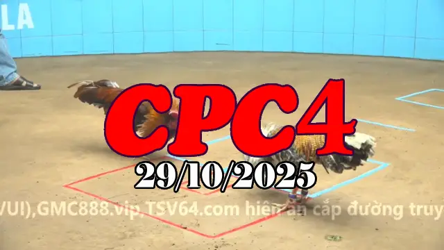 Video Gà Đá Trường C4 Thomo Hôm Nay - Ngày 29/10/2025